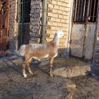 بره قوچ چینی