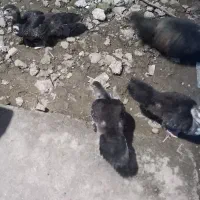 اردک اسرائیلی