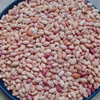 لوبیا چیتی امسال زود پز