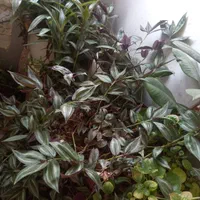 گل وگیاه طبیعی|گل و گیاه طبیعی|اصفهان, دشتستان|دیوار
