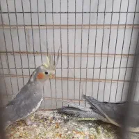 عروس هلندی (طوطی)