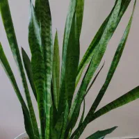 گل سانسوریا