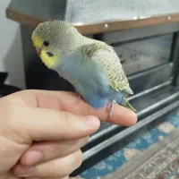 طوطی عروس هلندی|پرنده|اشنویه, |دیوار