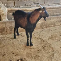 نربز یک ساله نژاد دار آلپاین|حیوانات مزرعه|کوهدشت, |دیوار