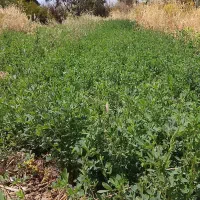 یونجه|کالسکه و لوازم جانبی|جیرفت, |دیوار