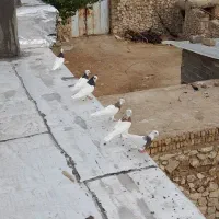 ۸تا طوقی روزگاری