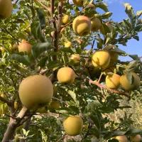 سیب سرچشمه