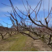 هرس کردن درختان میوه