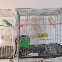 مرغ عشق کارداده|پرنده|تربتحیدریه, قائم|دیوار