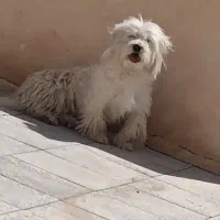 دو عدد سگ فروشی