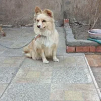 سلام دوستان یک عدد سگ ماده