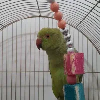 طوطی ملنگو ماده زیبا