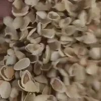 کربن چوب پسته