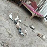 کبوتر پرشی