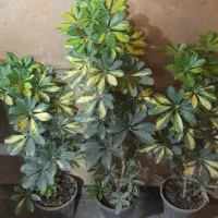 شفلرا|گل و گیاه طبیعی|تهران, جمال‌زاده|دیوار