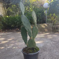 کاکتوس اپوتنیا میوه دار میوه بنفش