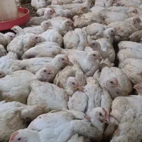 فروش مرغ گوشتی کاملا ارگانیک|حیوانات مزرعه|سورک, |دیوار