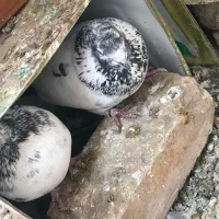 فروش۱۲تا کبوتر زاغ چشمنوک سوسنی کاشونی|پرنده|شاهینشهر, پاسداران|دیوار