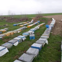 کندو خالی با قاب