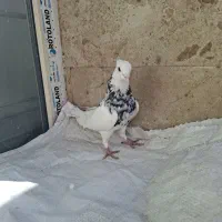 کبوتر طوقی|پرنده|قم, انسجام|دیوار