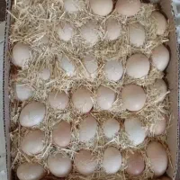 تخم مرغ محلی نطفه دار