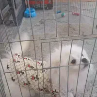 سگ پامر نر اصل|سگ|خرمدره, |دیوار