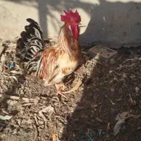 مرغ وخروس محلی اصل|حیوانات مزرعه|باوی, |دیوار