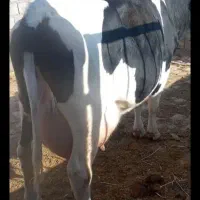 یک عدد گاو شیر