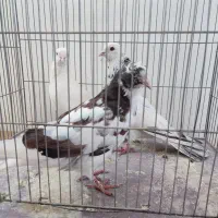 کفتر200|پرنده|دلیجان, |دیوار