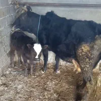 فروشی گاو با گوساله ماده