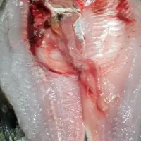 ماهی کپور تازه ۵۰