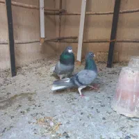 کبوتردمگیر اصل