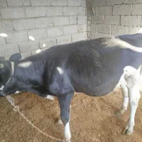 گوساله نر