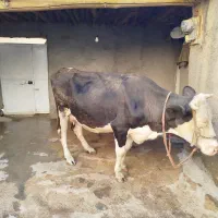 گاوسیمینتال4ماه آبستن شیری|حیوانات مزرعه|مریوان, |دیوار