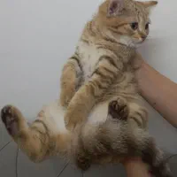 فروش۱عدد گربه از نژاد بریتیش اصیل قیمت۸تومان