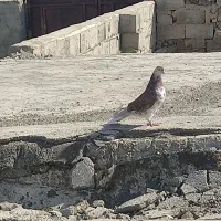 کفتر تهرانی|پرنده|زابل, |دیوار