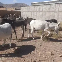 فروش الاغ|حیوانات مزرعه|پلنگ آباد, |دیوار