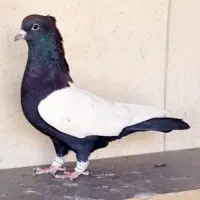 ۲تا کبوتر سینه سیاه باهم