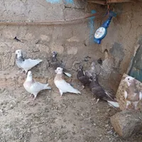 کبوتر طوقی و نامه بر|پرنده|کنگاور, |دیوار