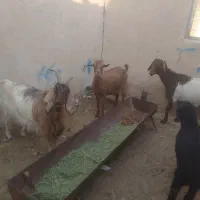 گوسفند فروشی