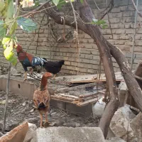 مرغ خروس لاری|حیوانات مزرعه|نگین شهر, |دیوار