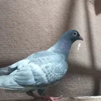 کفتر کبوتر پرنده