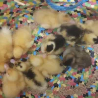 اردک تعداد بالا