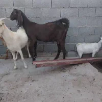 تالی پاکستانی