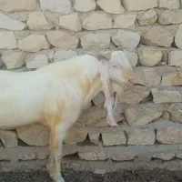 پازن گلابی|حیوانات مزرعه|بندر دیر, |دیوار