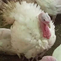 بوقلمون بیوتی