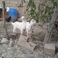 ۴ عدد بزغاله پاکستانی با هم ۱۴میلیون فروش فوری بره|حیوانات مزرعه|گرگان, |دیوار