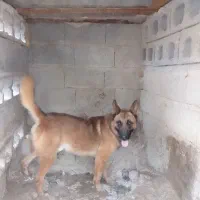 مالینویز سگه طربیت شوده