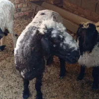 گوسفند ماده|حیوانات مزرعه|هامون, |دیوار