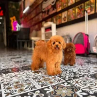 سگ توله توی پودل رنگ رد و دارک رد و نسکافه ای۲ ماه